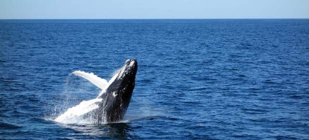 Ballena azul