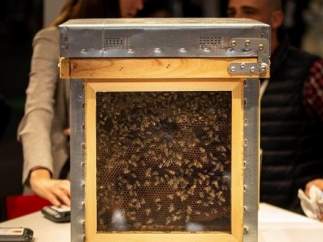 Abejas conectadas a la red