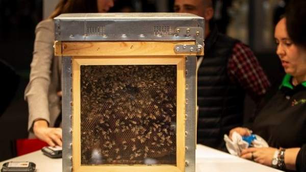 Abejas conectadas a la red Abejas conectadas a la red