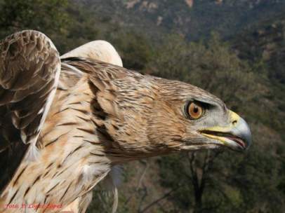 Un ejemplar de águila perdicera.