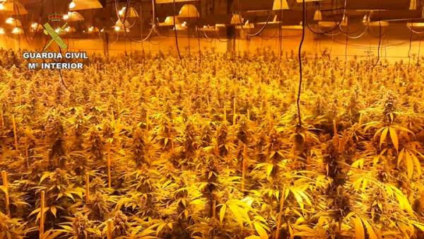 La mayor plantación de marihuana desmantelada en la provincia de Córdoba La mayor plantación de marihuana desmantelada en la provincia de Córdoba