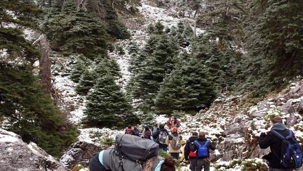La UMA realiza un estudio de flora y vegetación de la Sierra de las Nieves La UMA realiza un estudio de flora y vegetación de la Sierra de las Nieves