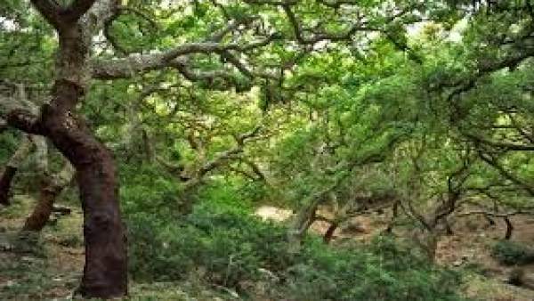 Parque Natural de Los Alcornocales Parque Natural de Los Alcornocales