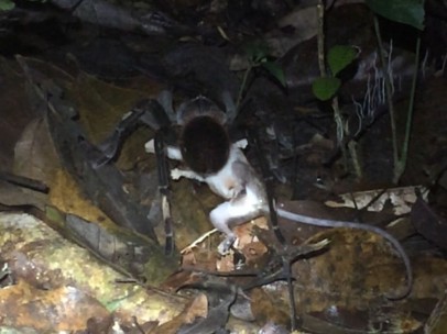 Tarántula devorando a una zarigüeya