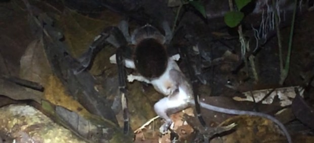Tarántula devorando a una zarigüeya