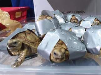 Tortugas encontradas en el aeropuerto de Manila (Filipinas).