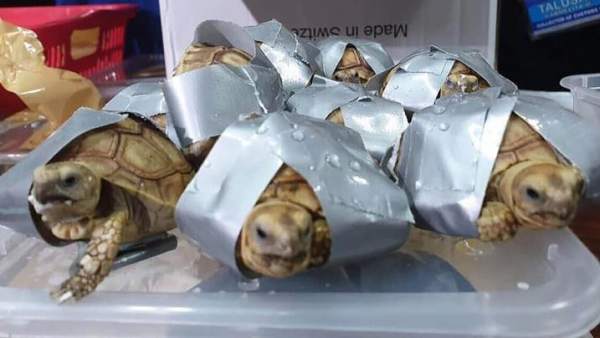 Tortugas encontradas en el aeropuerto de Manila (Filipinas). Tortugas encontradas en el aeropuerto de Manila (Filipinas).