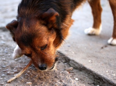 Perro comiendo