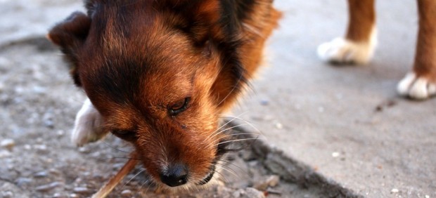 Perro comiendo