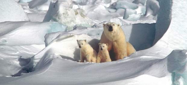 Un oso polar con sus crías