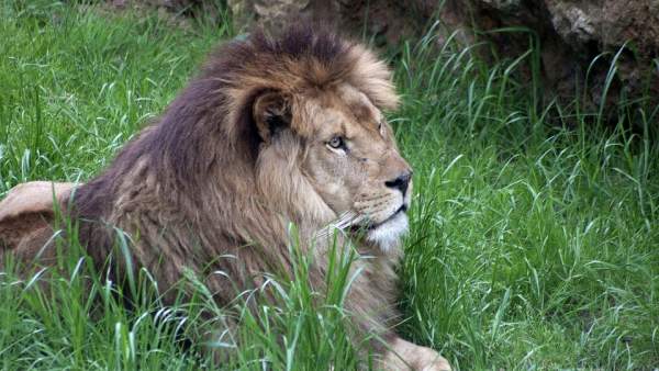 León León
