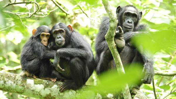 Chimpancés Chimpancés