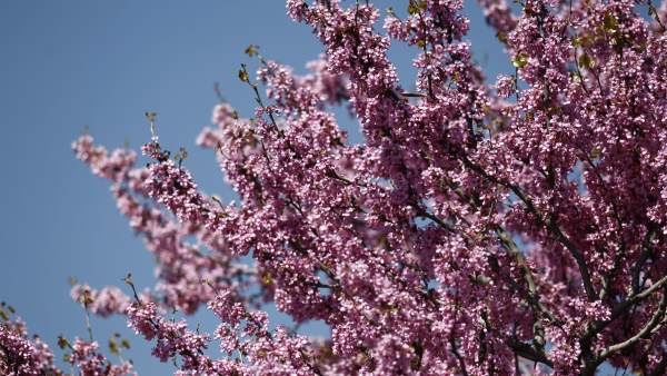 Buen tiempo, clima, altas temperaturas, temperatura, primavera, primaveral Buen tiempo, clima, altas temperaturas, temperatura, primavera, primaveral