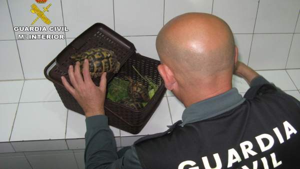 Almería.-Sucesos.- Detenido por transportar sin documentación una tortuga mora d Almería.-Sucesos.- Detenido por transportar sin documentación una tortuga mora d