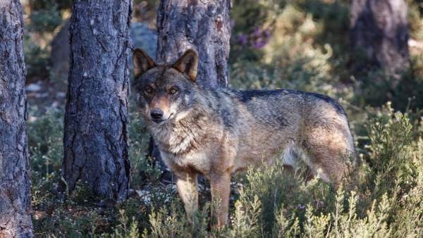 Rural.- Pleno.- Un total de 31 lobos han sido cazados desde abril de 2018 Rural.- Pleno.- Un total de 31 lobos han sido cazados desde abril de 2018