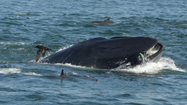 Rainer Schimpf atrapado por la ballena Rainer Schimpf atrapado por la ballena