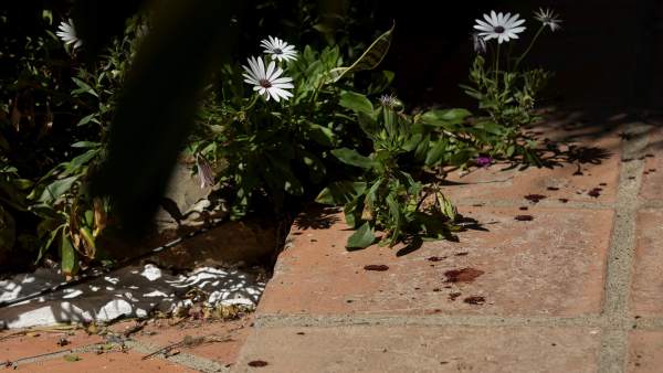 Asesinato machista Asesinato machista