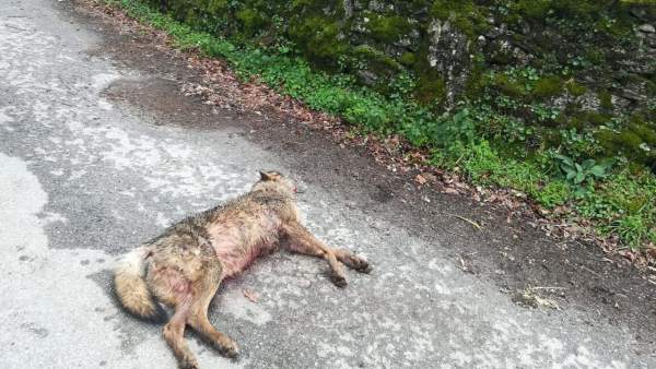 Lobo muerto Lobo muerto