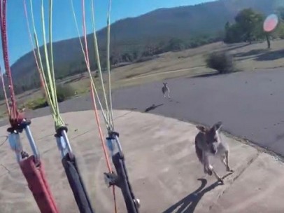 Un canguro agrede a un paracaidista
