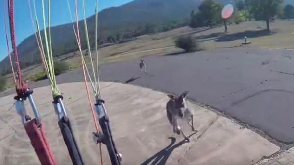 Un canguro agrede a un paracaidista Un canguro agrede a un paracaidista