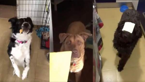 Perros haciendo el 'Cheese Challenge' Perros haciendo el 'Cheese Challenge'