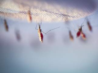 Mosquitos de la malaria