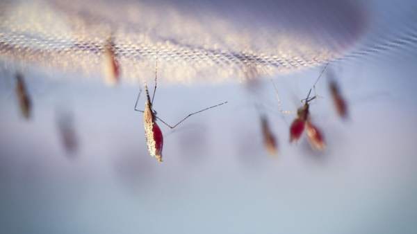 Mosquitos de la malaria Mosquitos de la malaria
