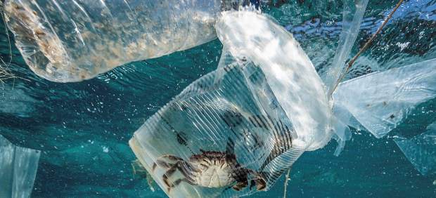 Un cangrejo permanece atrapado en un vaso de plástico en Filipinas.