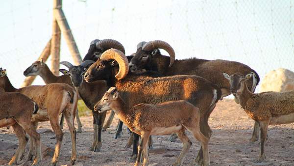 Cinco crías de muflón nacen en Terra Natura Murcia Cinco crías de muflón nacen en Terra Natura Murcia