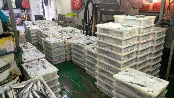 Retenido en el Puerto de Pasaia (Gipuzkoa) un pesquero portugués con 2.882 kg de Retenido en el Puerto de Pasaia (Gipuzkoa) un pesquero portugués con 2.882 kg de