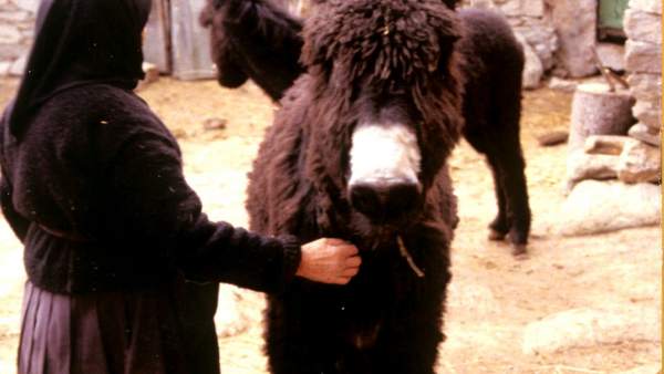 Leche de asno zamorano para la cosmética, el futuro de una raza en peligro de ex Leche de asno zamorano para la cosmética, el futuro de una raza en peligro de ex
