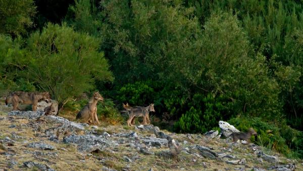 Un grupo de lobos en el monte. Un grupo de lobos en el monte.
