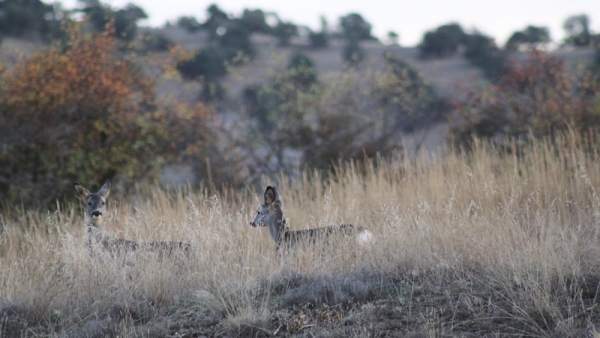 Salduero (Soria) acoge el sábado la subasta de ciervos y corzos de la Reserva Re Salduero (Soria) acoge el sábado la subasta de ciervos y corzos de la Reserva Re