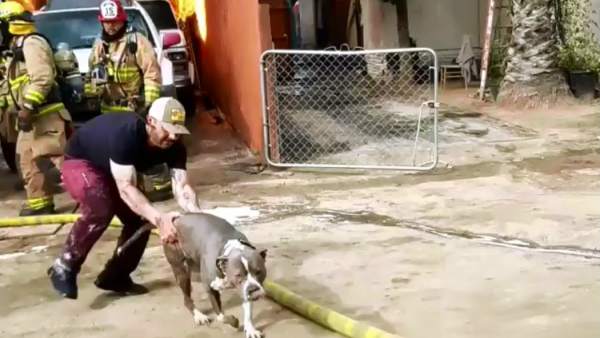 Un hombre y su perro Un hombre y su perro