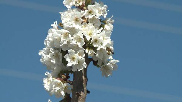 +++Eptv: Comienza La Floración De Los Cerezos En El Valle Del Jerte Que Durará H +++Eptv: Comienza La Floración De Los Cerezos En El Valle Del Jerte Que Durará H