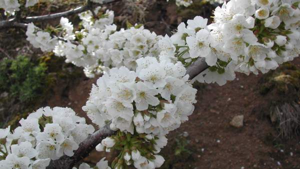 COMUNICADO: La floración en el Valle del Jerte anuncia las mejores cerezas COMUNICADO: La floración en el Valle del Jerte anuncia las mejores cerezas