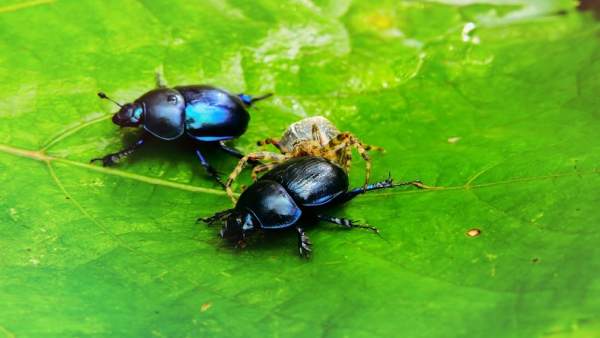 Investigadores asturianos reclaman mayor conservación de los invertebrados necró Investigadores asturianos reclaman mayor conservación de los invertebrados necró