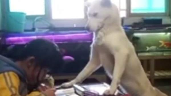 Un perro vigila Un perro vigila