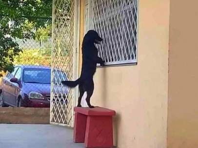 Imagen del perro visitando a su dueño en una escuela de México.
