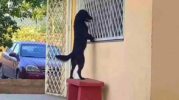 Imagen del perro visitando a su dueño en una escuela de México. Imagen del perro visitando a su dueño en una escuela de México.
