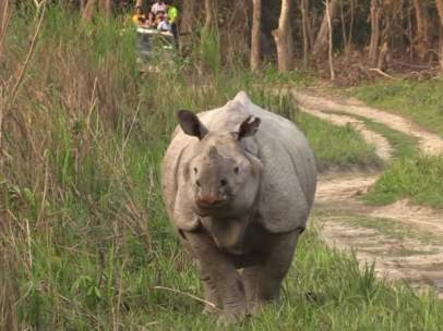 Rinoceronte en el Parque Nacional de Kaziranga.