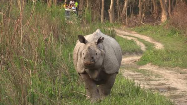 Rinoceronte en el Parque Nacional de Kaziranga. Rinoceronte en el Parque Nacional de Kaziranga.