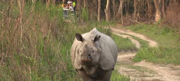 Rinoceronte en el Parque Nacional de Kaziranga.