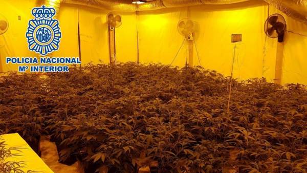 LA POLICÍA NACIONAL DETIENE A CINCO PERSONAS Y DESMANTELA DOS CULTIVOS 'INDOOR' LA POLICÍA NACIONAL DETIENE A CINCO PERSONAS Y DESMANTELA DOS CULTIVOS 'INDOOR'