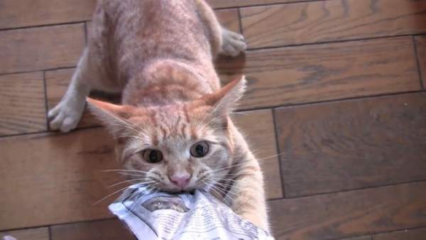 Gato Gato