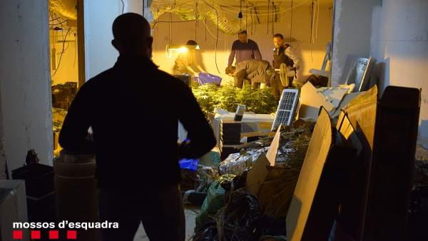 Sucesos.- Tres detenidos por asaltar una casa en Tarragona para robar una planta Sucesos.- Tres detenidos por asaltar una casa en Tarragona para robar una planta