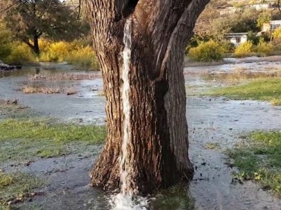 Viejo árbol que brota agua