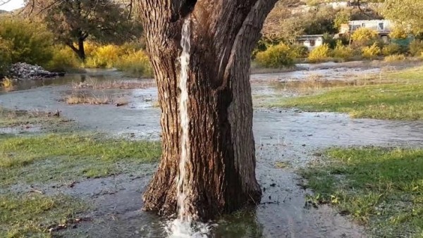 Viejo árbol que brota agua Viejo árbol que brota agua