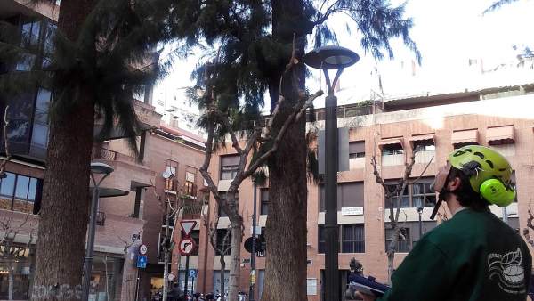 El Ayuntamiento de Murcia revisa y poda los árboles singulares del municipio El Ayuntamiento de Murcia revisa y poda los árboles singulares del municipio