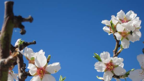 Cerezos en flor. Cerezos en flor.